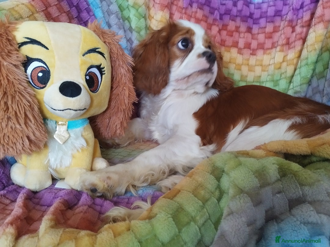 Cavalier King cani in vendita: Cavalier king a Provincia di Mantova - Immagine 6