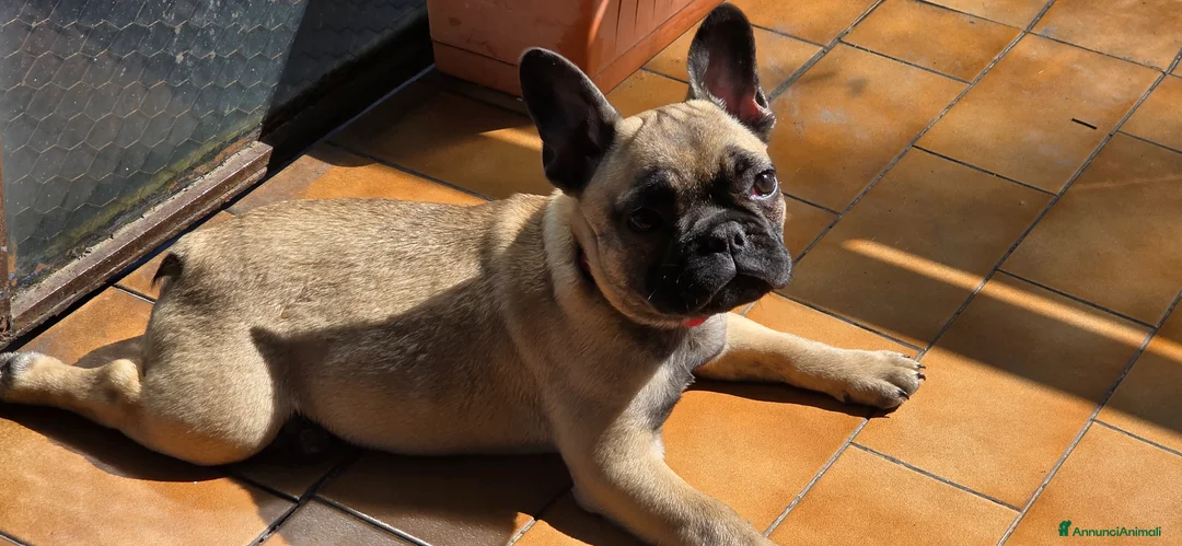 Bulldog Francese cani in vendita: Cucciola bulldog francese - Annuncio 7