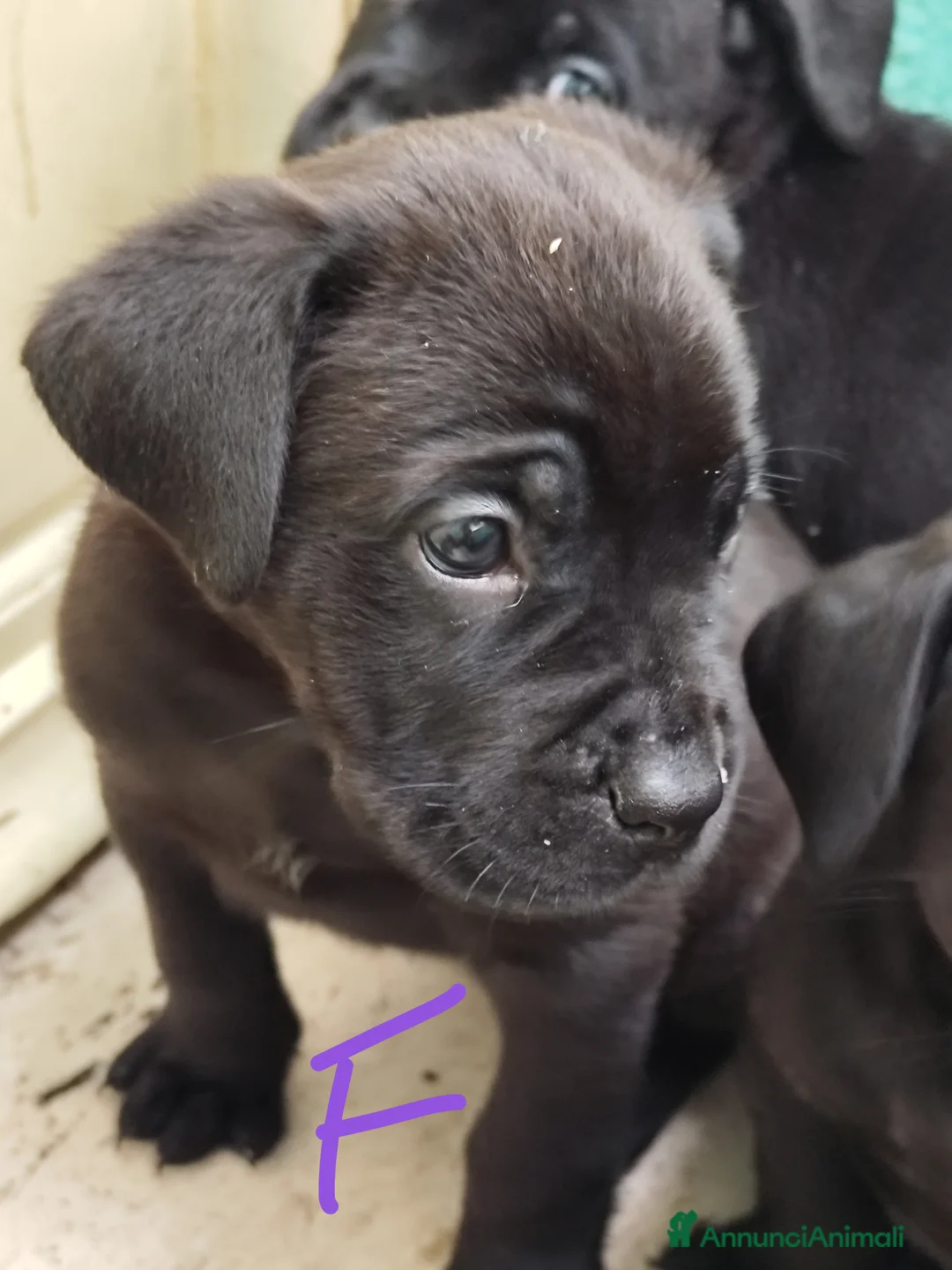 Cane Corso cani in vendita: Cuccioli di cane corso  - Annuncio 11