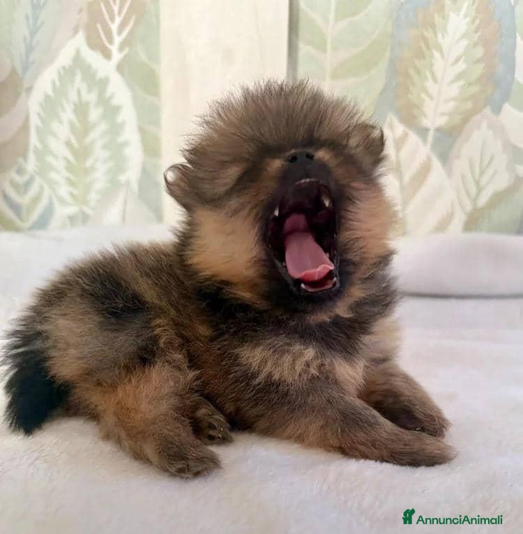 Volpino Pomerania cani Bellissimi cuccioli di Pomerania  - Annuncio 5