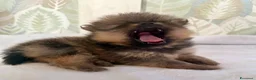 Volpino Pomerania cani in vendita: Bellissimi cuccioli di Pomerania  a Città metropolitana di Roma Capitale - Annuncio 3