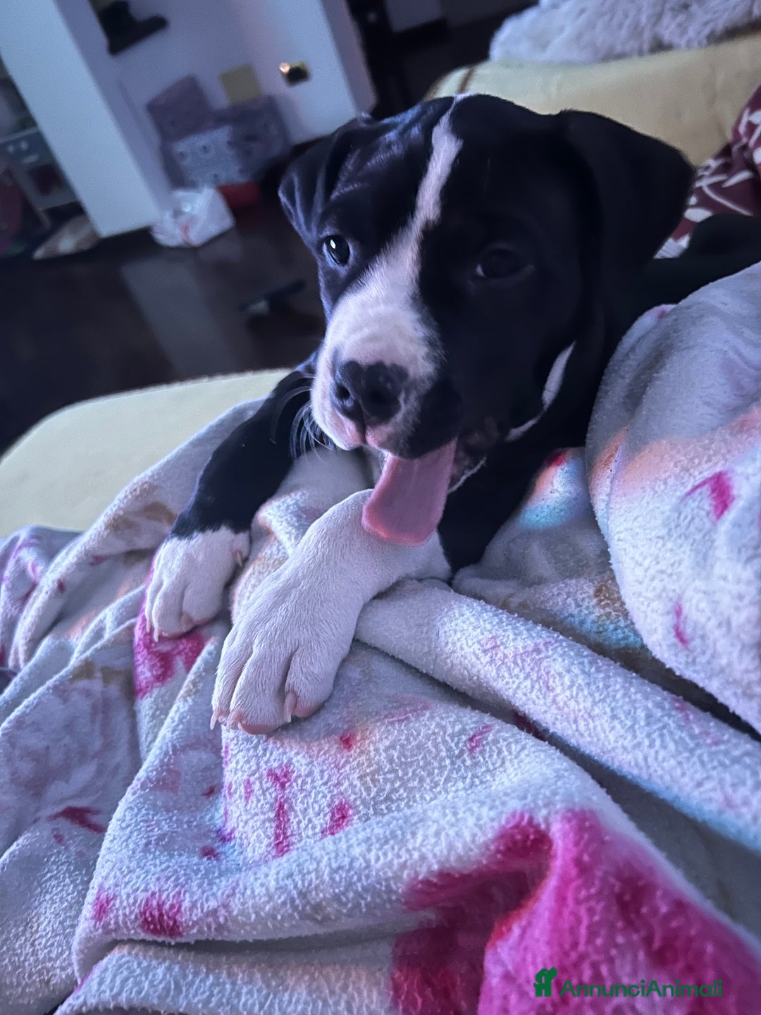 Pitbull cani in vendita: Cucciola di pitbull - Annuncio 3