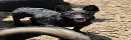 Meticcio cani in regalo: ELIO, fantastico lupetto! TG MEDIO CONTENUTA - Annuncio 7