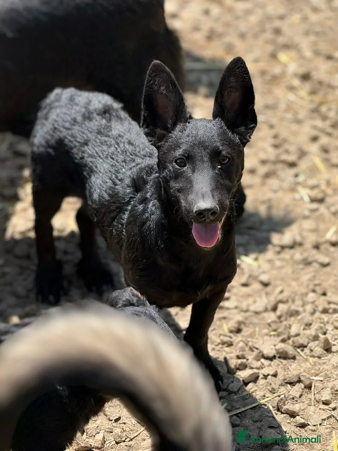 Meticcio cani in regalo: ELIO, fantastico lupetto! TG MEDIO CONTENUTA - Annuncio 7