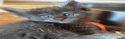 Maine Coon gatti in vendita: Cuccioli blue e blue tabby - Annuncio 6