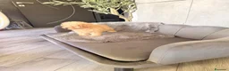 Barboncino cani in vendita: Cucciolo di barboncino  - Annuncio 3