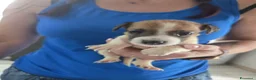 Jack Russell cani in vendita: Cuccioli jack russel terrier - Annuncio 4