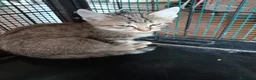 Europeo gatti in regalo: gatto cucciolo 2 mesi❤️ - Annuncio 4