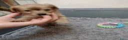 Volpino Italiano cani in regalo: Splendido cucciolo di Volpino (Catania)  - Annuncio 7