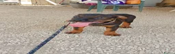 Meticcio cani in regalo: PINO, PINA, PEPPINA, PINUCCIA, PIPPI, PEPPA - Annuncio 5