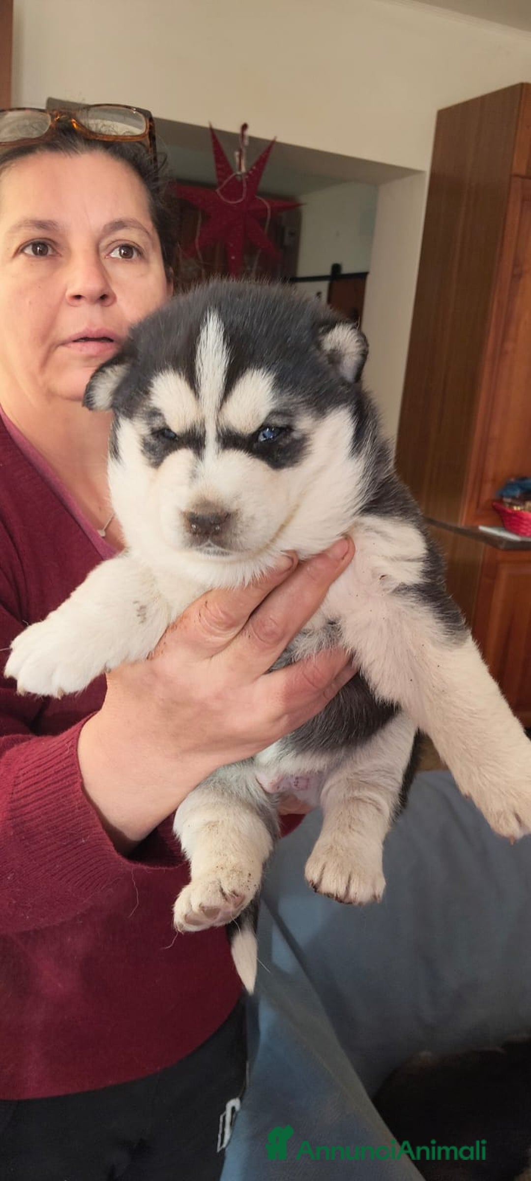 Husky cani in vendita: Vendo Cuccioli di Siberian Husky - Annuncio 5