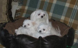 Maltese cani in vendita: Maltese taglia minuscola  - Immagine 6