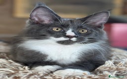 Maine Coon gatti in vendita: Cuccioli di razza Maine Coon pedigree ANFI a Livorno - Immagine 11