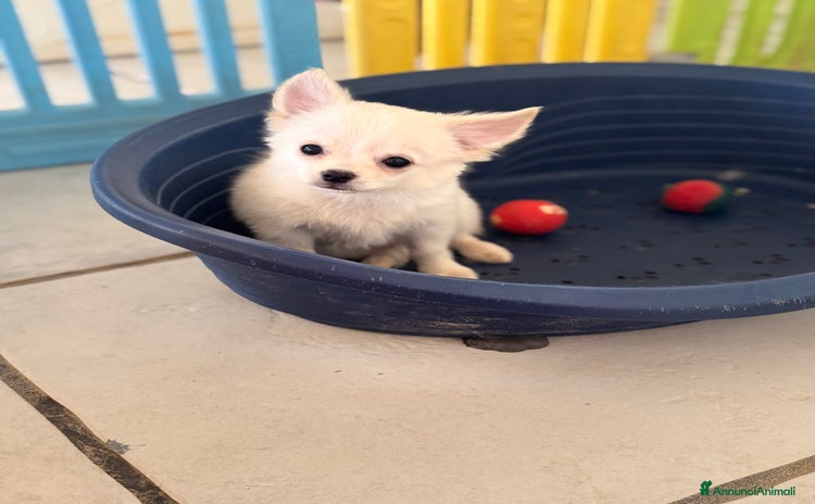 Chihuahua cani a Provincia di Foggia - Annuncio 9