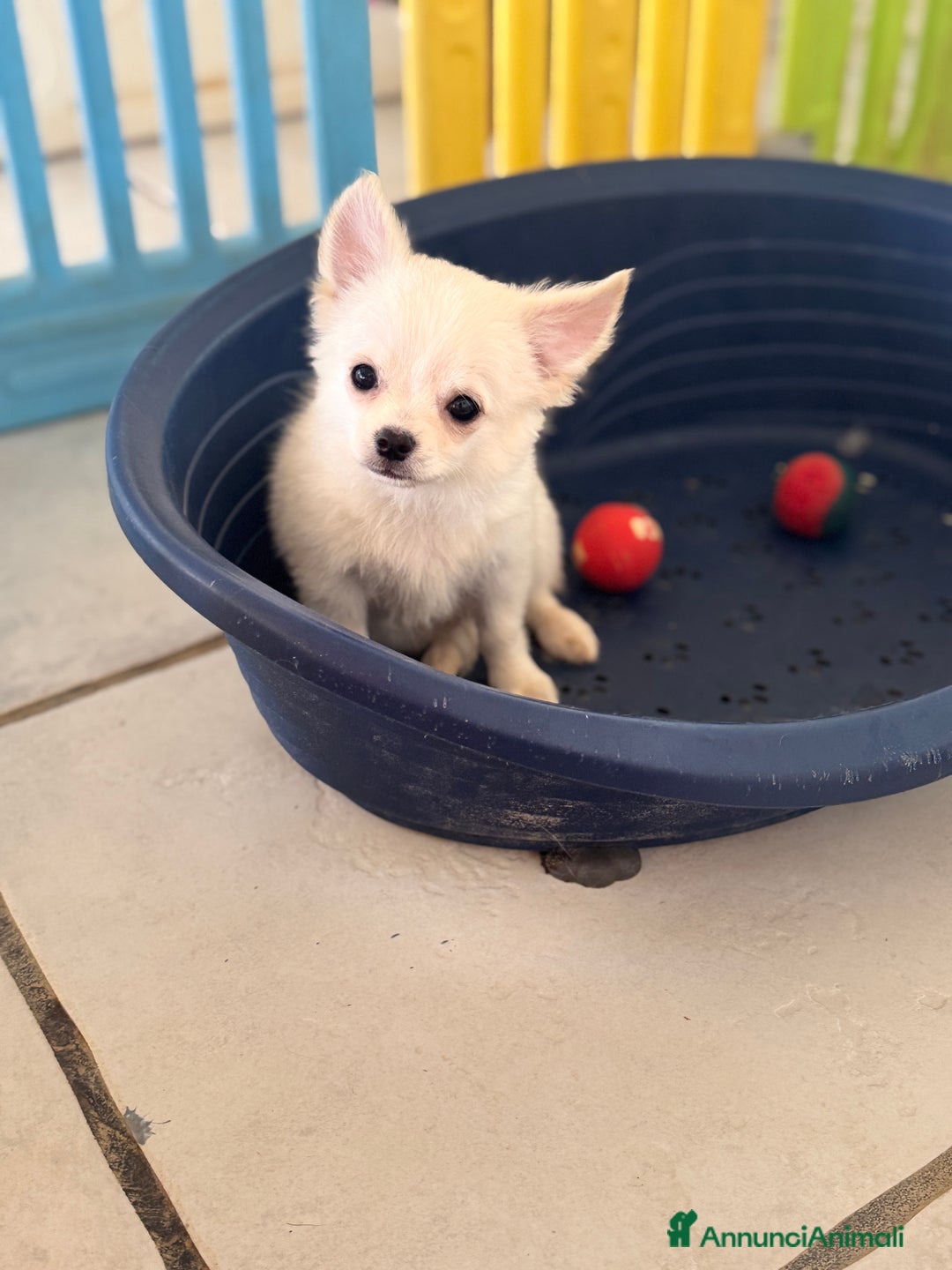 Chihuahua cani in vendita: Ultimo cucciolo chihuahua maschio pelo lungo a Provincia di Foggia - Immagine 1