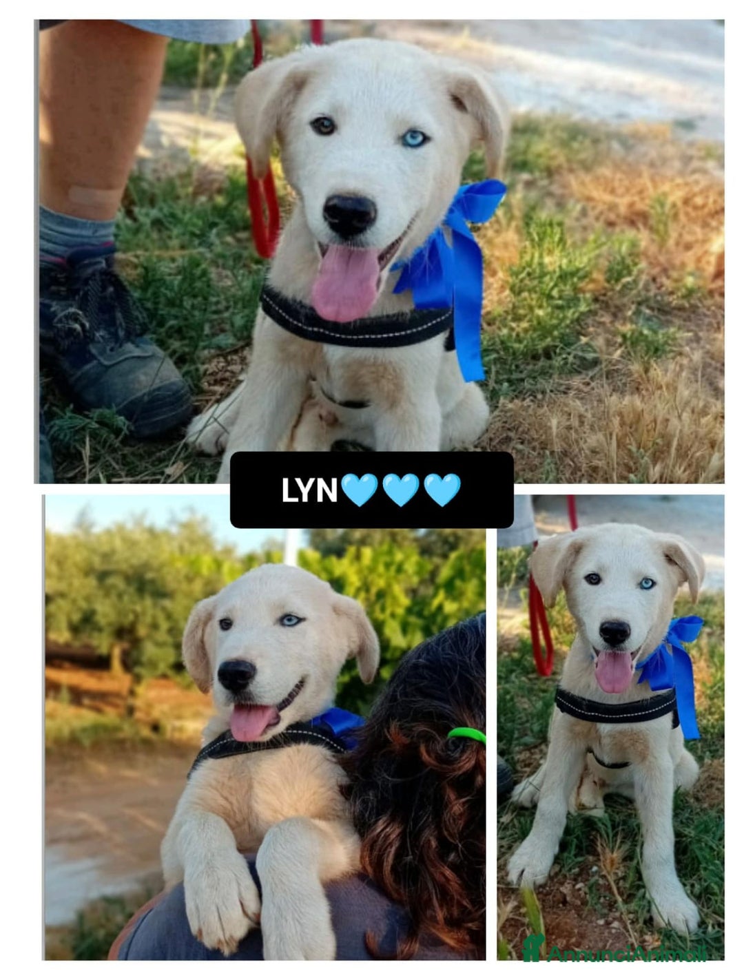 Husky cani in regalo: LYN, 4 MESI a Provincia di Bergamo - Immagine 1