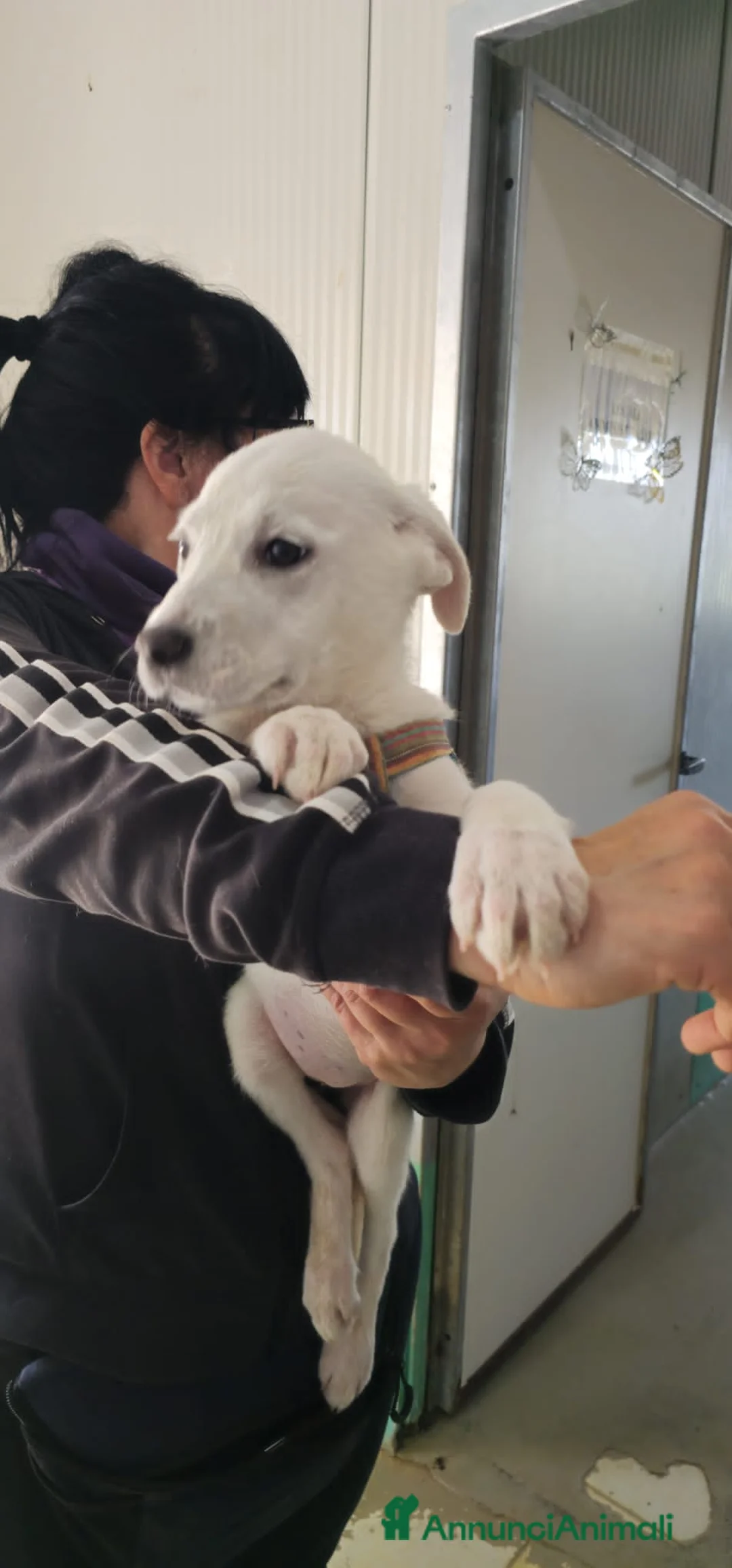 Meticcio cani in regalo: KOALA, IRIS, LADY OSCAR, ENYA E FUNNY - Annuncio 2