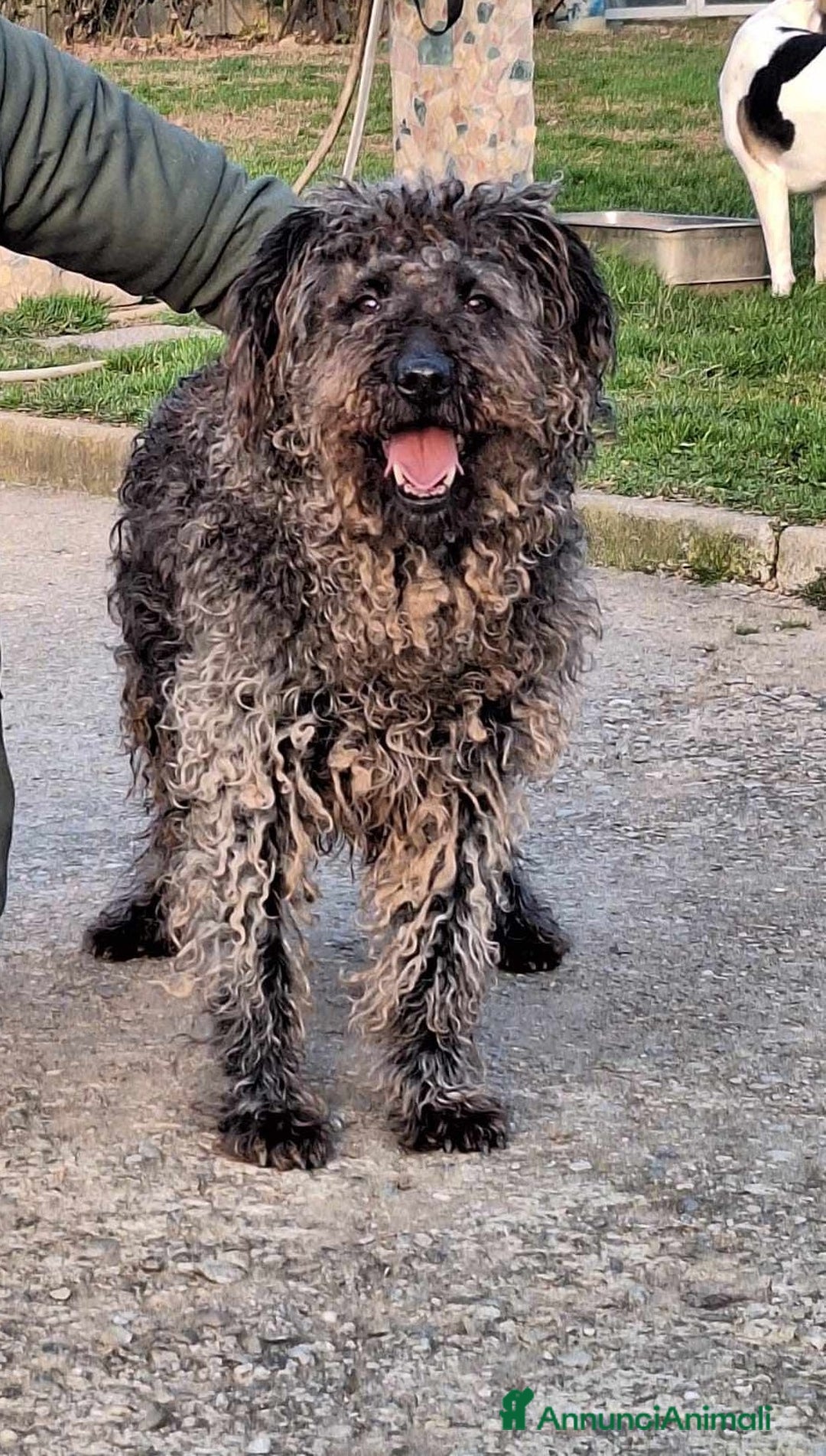 Meticcio cani in regalo: dolce black in regalo a Provincia di Como - Annuncio 4