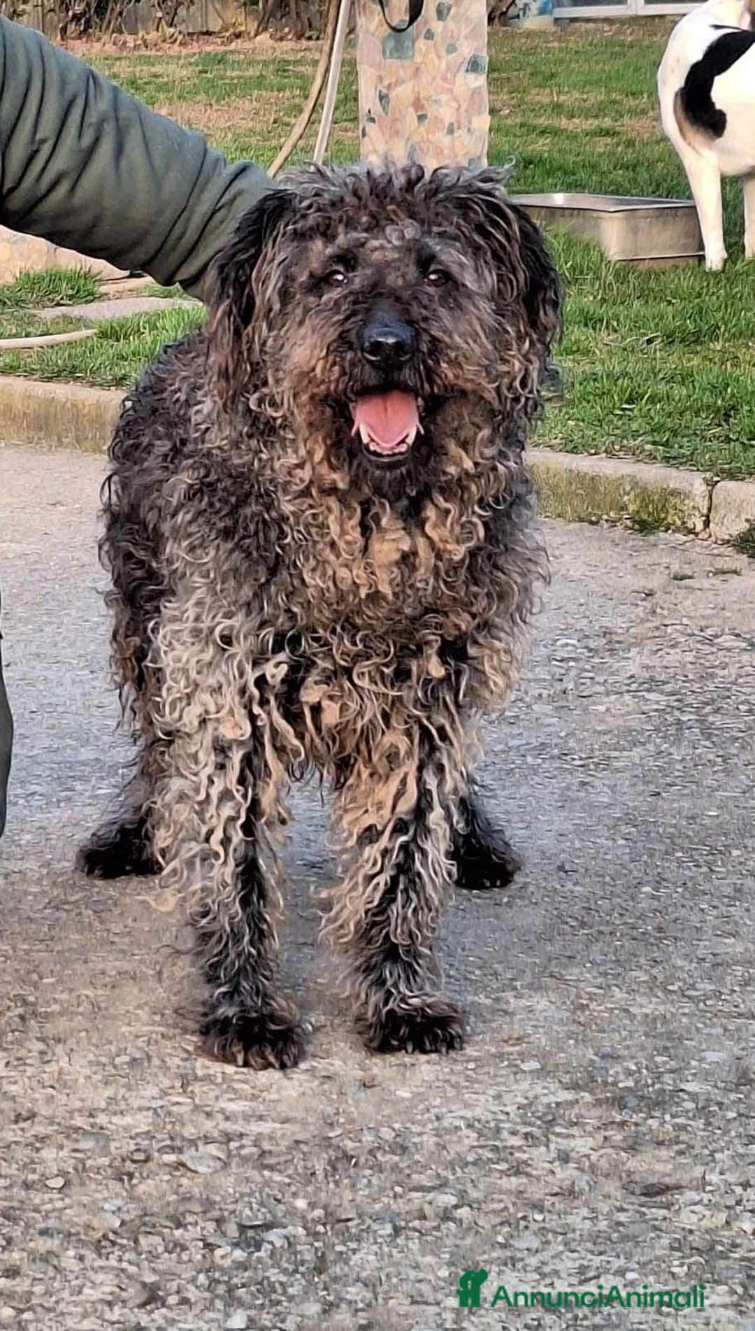 Meticcio cani in regalo: dolce black in regalo a Provincia di Como - Annuncio 4