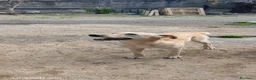 Meticcio cani in regalo: Dolcissimo, 17/18 chili, simil Labrador - Annuncio 7
