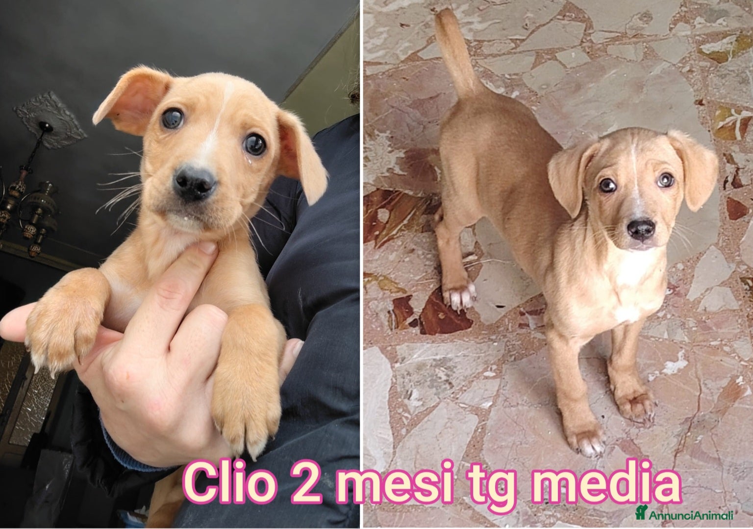 Meticcio cani CUCCIOLI BISOGNOSI IN CERCA D'AMORE  a Provincia di Prato - Annuncio 16