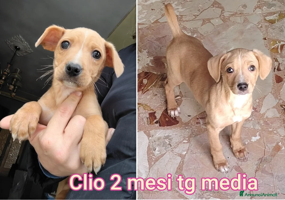 Meticcio cani in regalo: CUCCIOLI BISOGNOSI IN CERCA D'AMORE  a Provincia di Prato - Annuncio 1