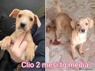 Meticcio cani CUCCIOLI BISOGNOSI IN CERCA D'AMORE a Provincia di Prato - Annuncio 16