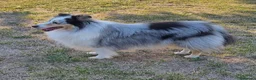 Shetland Sheepdog cani in regalo: pastore scozzese Shetland  - Annuncio 2