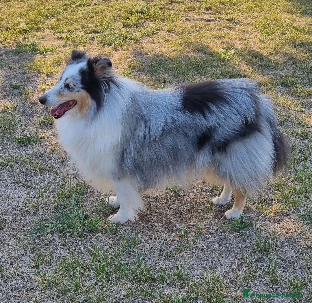Shetland Sheepdog cani in regalo: pastore scozzese Shetland  - Annuncio 2