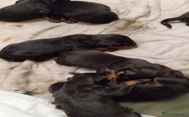 Rottweiler cani - Annuncio 4