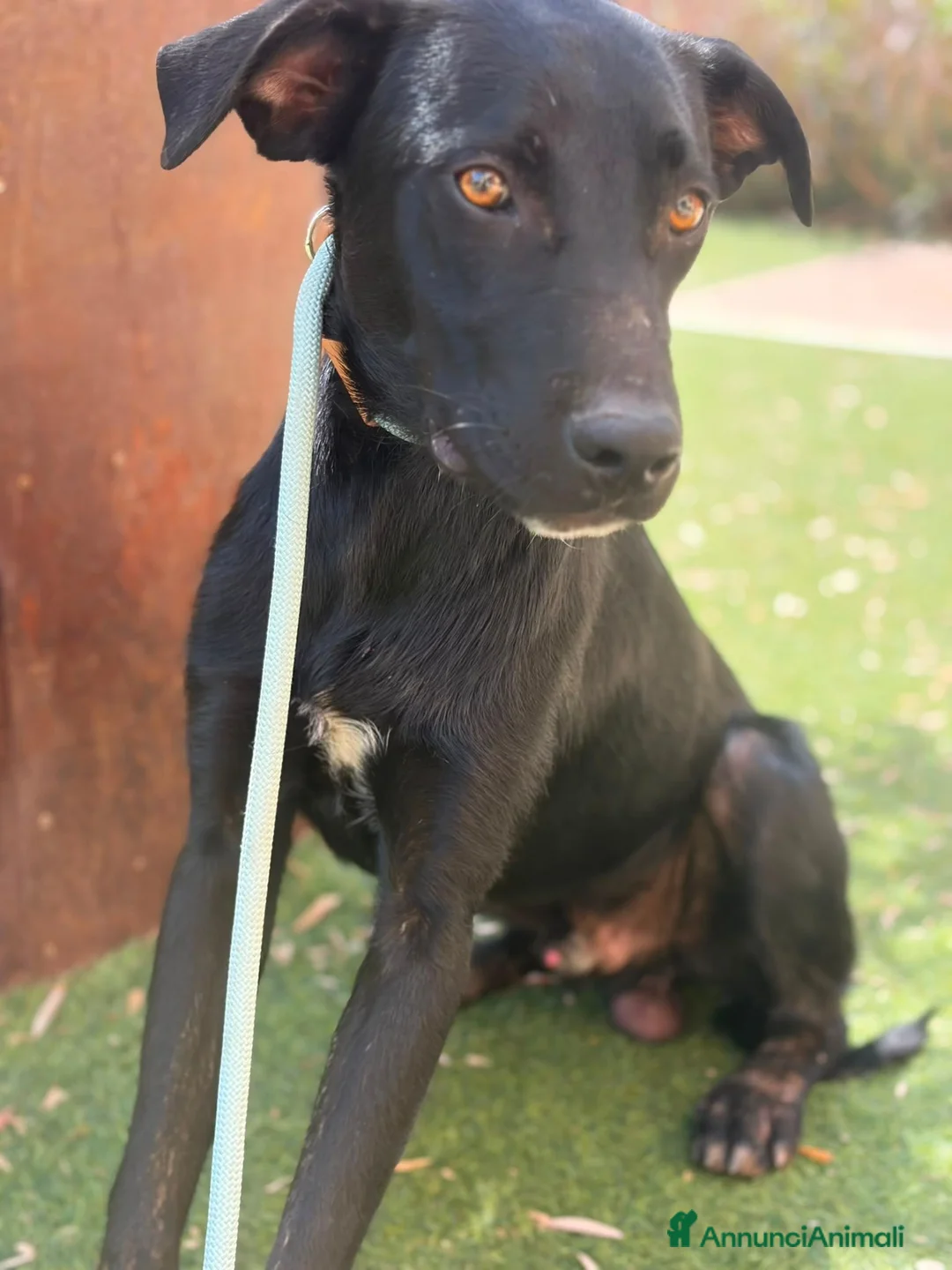 Meticcio cani in regalo: Thor 10mesi mix Labrador nessuno lo nota.SIRACUSA - Annuncio 4