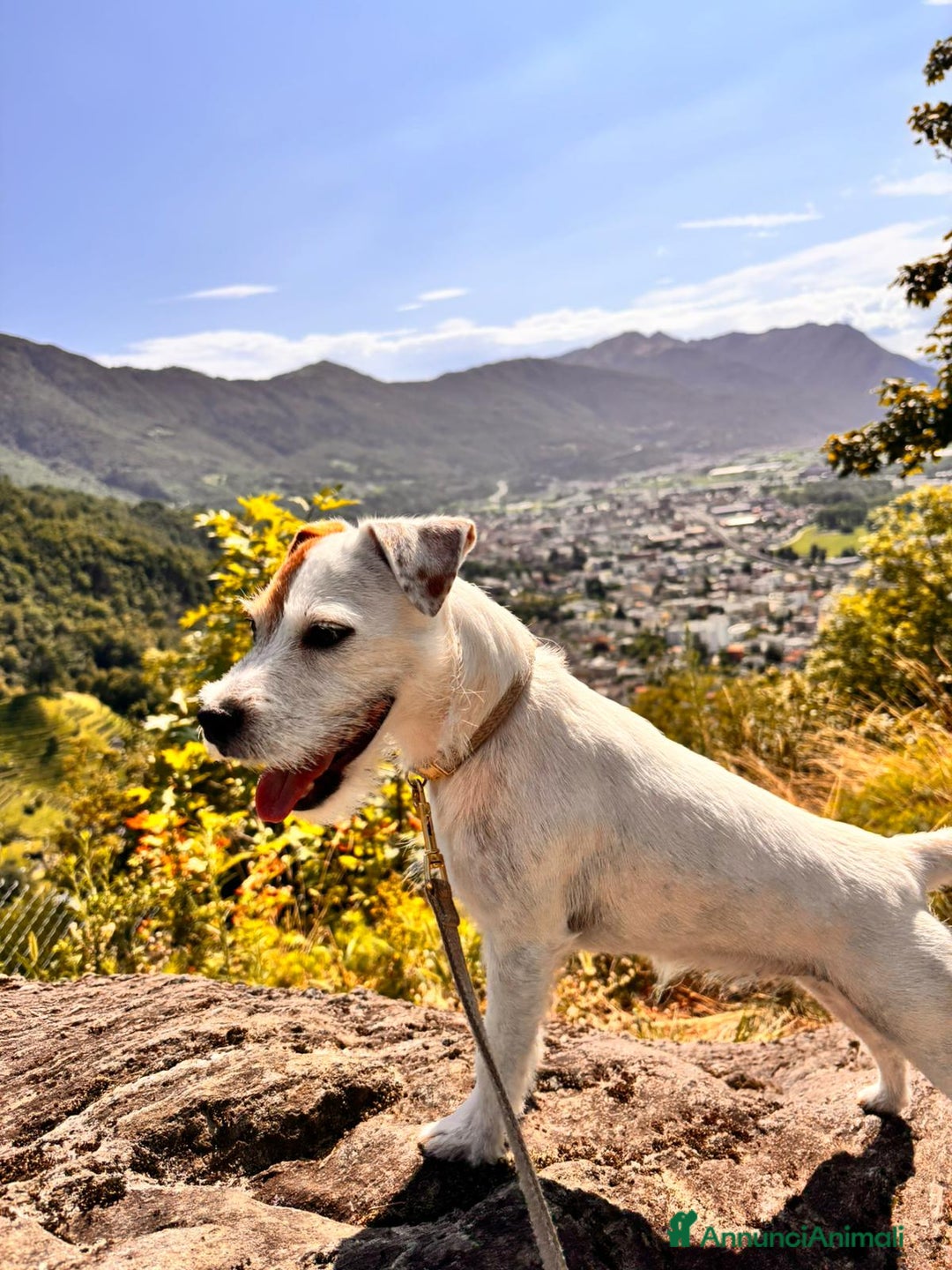 Parson Russell cani in regalo: Famiglia per Kira - Annuncio 4