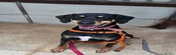 Meticcio cani in regalo: Skylar, una splendida mix segugio - Annuncio 1