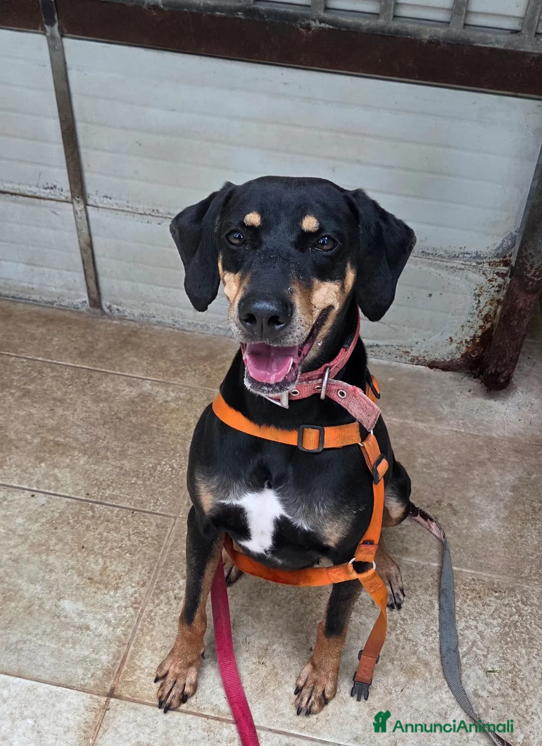 Meticcio cani in regalo: Skylar, una splendida mix segugio - Annuncio 1