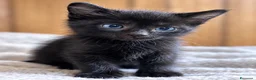 Europeo gatti in regalo: Gattini fratelli e sorella - Annuncio 2