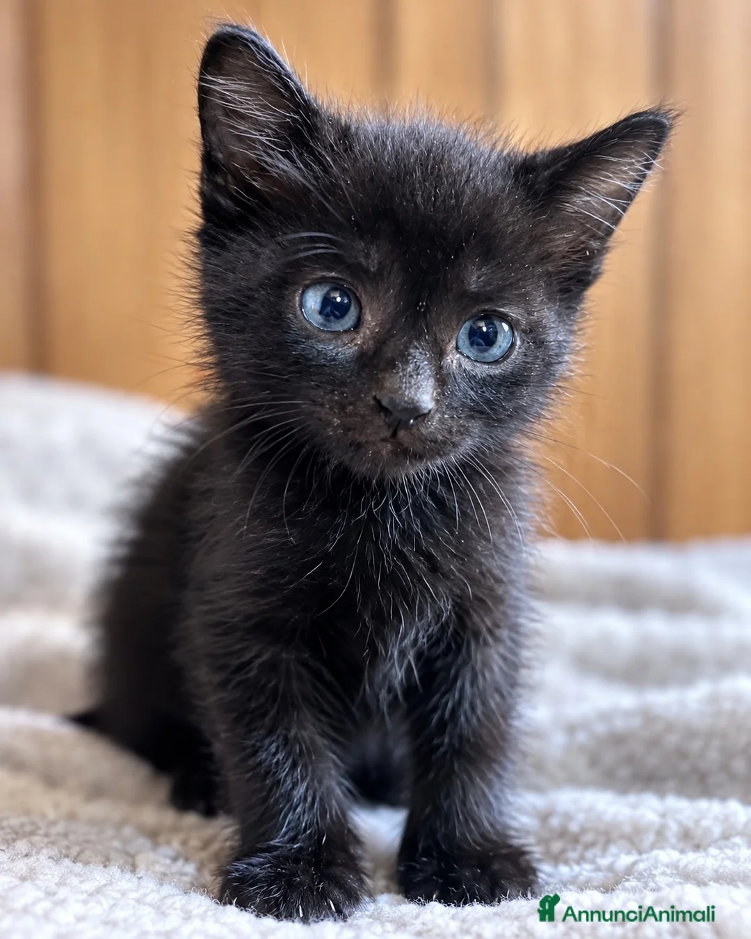 Europeo gatti in regalo: Gattini fratelli e sorella - Annuncio 2