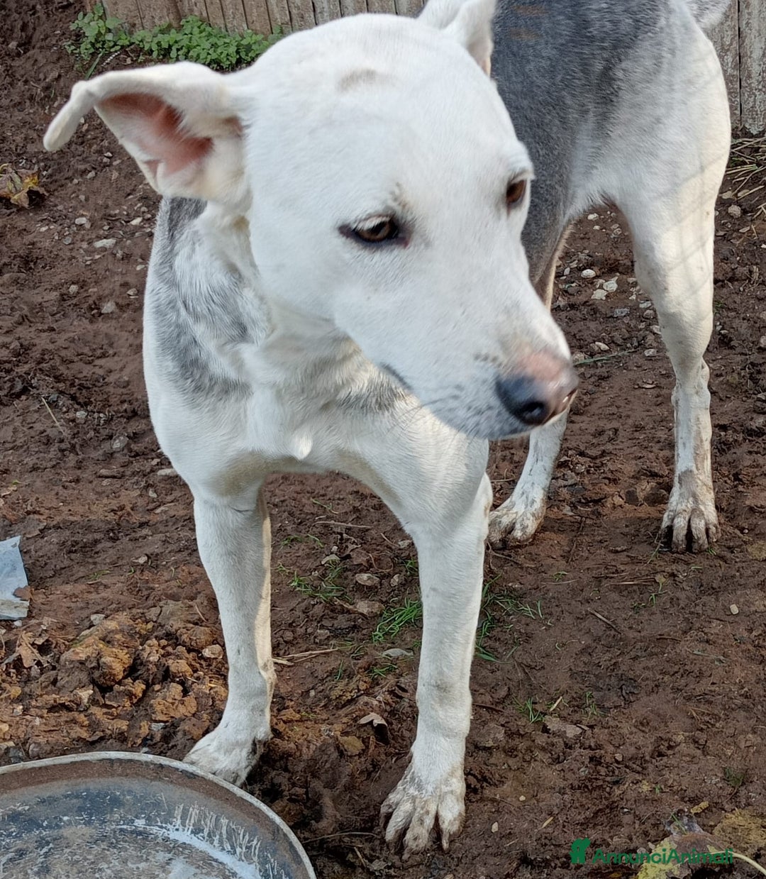 Meticcio cani in regalo: ARIA ASPETTA UNA MAMMA  - Annuncio 2