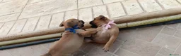 Staffordshire cani in vendita: Cuccioli Staffordshire bull terrier  - Annuncio 3