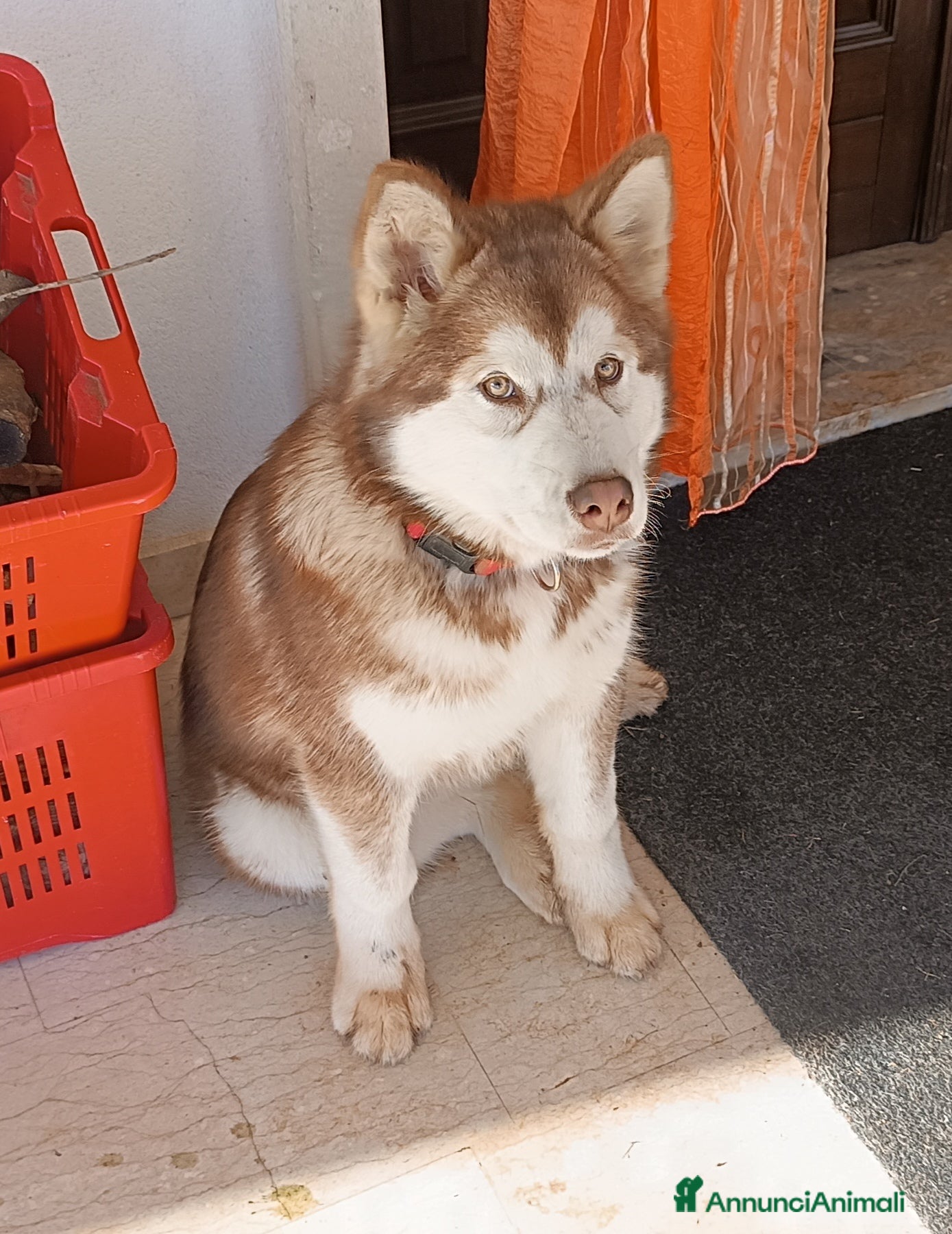 Alaskan Malamute cani Cucciola Alaska malumut  - Annuncio 28