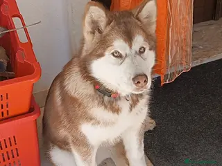 Alaskan Malamute cani Cucciola Alaska malumut - Annuncio 2
