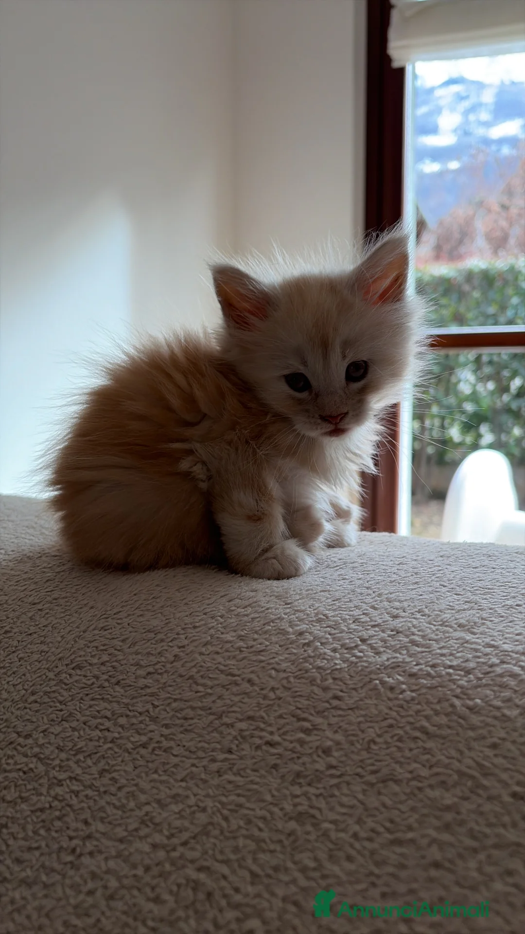 Maine Coon gatti in vendita: Stupendi Maine coon  - Annuncio 5