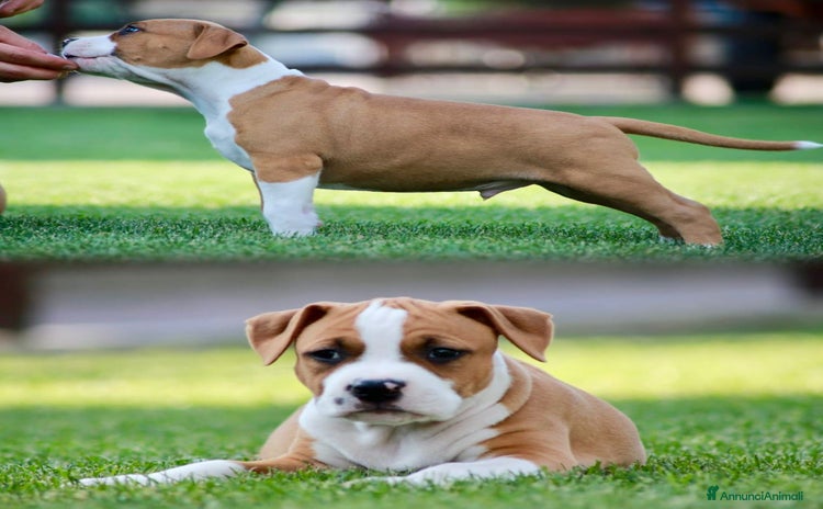 American Staffordshire cani in vendita a Città Metropolitana di Torino - Annuncio 1