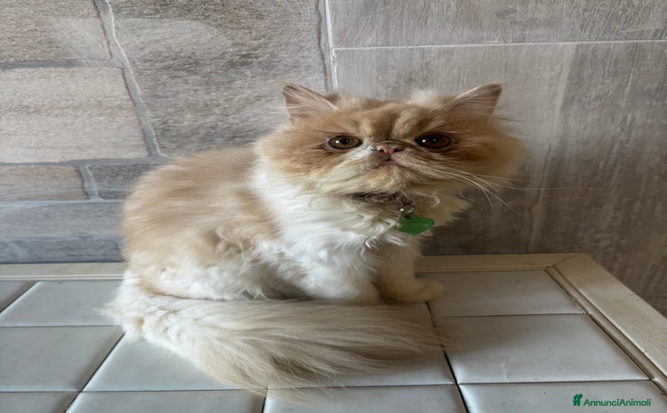 Persiano gatti - Annuncio 8