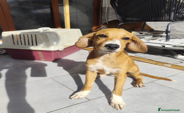 Pointer cani a Città metropolitana di Messina - Annuncio 4