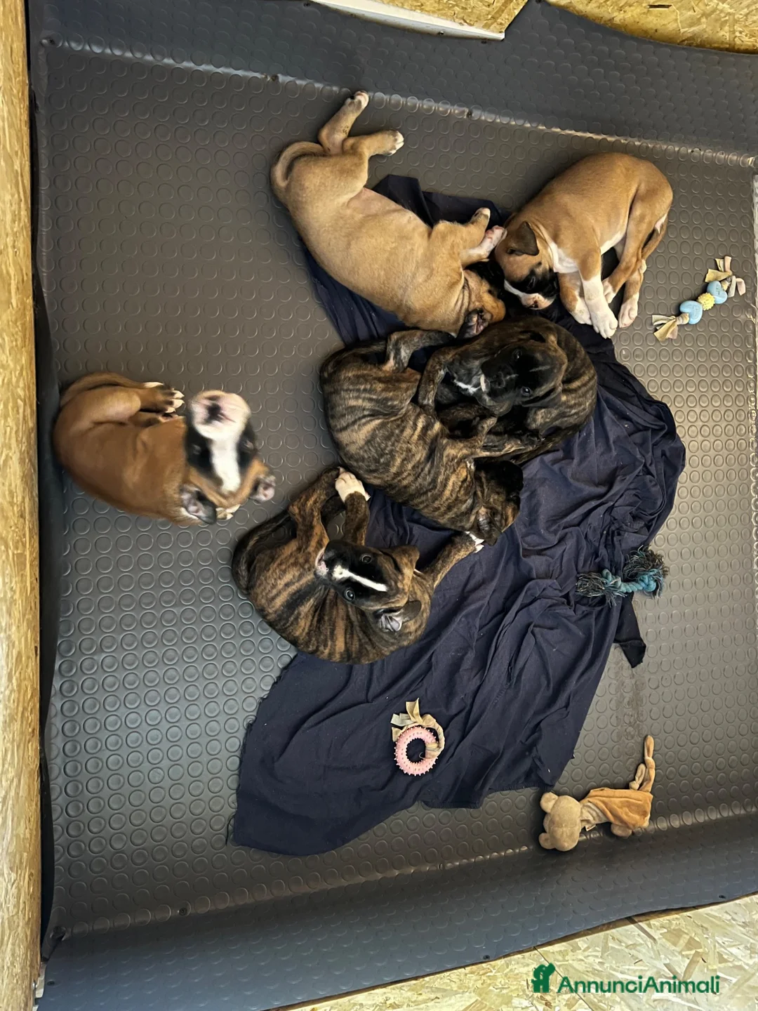 Boxer cani in vendita: Cuccioli Boxer con Pedigree - Annuncio 2