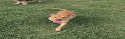 Meticcio cani in regalo: Agata, cucciolona derivata Pitt marrone - Annuncio 4