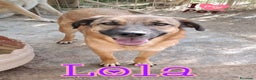 Meticcio cani in regalo: LOLA in attesa di adozione - Annuncio 1