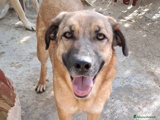 Meticcio cani LOLA in attesa di adozione - Annuncio 39