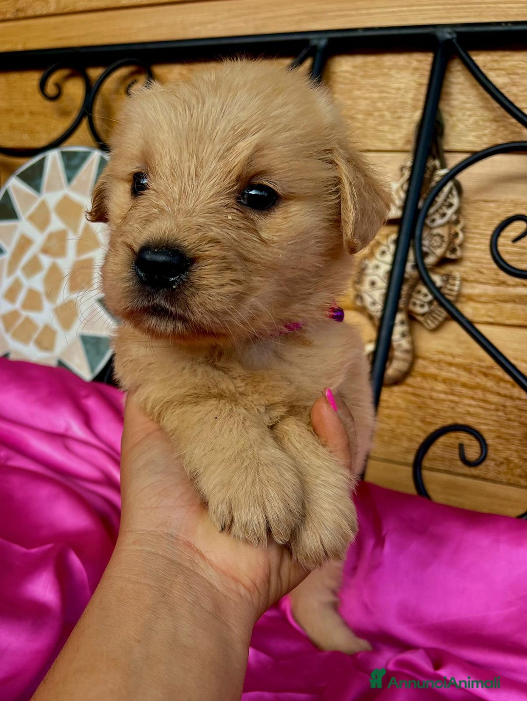 Golden Retriever cani in vendita: Golden retriever americano  - Annuncio 4