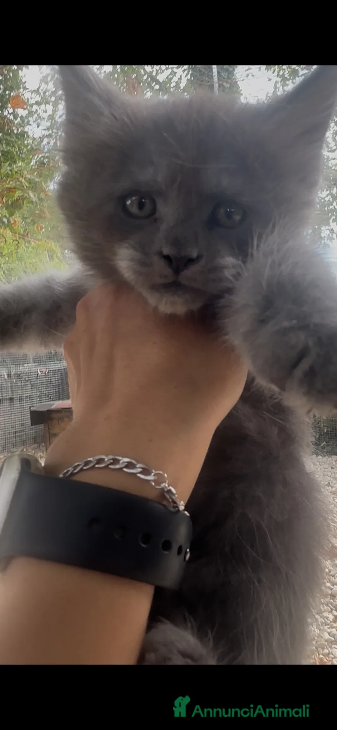 Maine Coon gatti in vendita: Cuccioli Maine Coon Blue  - Annuncio 6